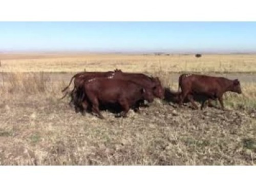 LOT 182 7 X HEIFERS PREGNANT / VERSE DRAGTIG (Per stuk om lot te neem)