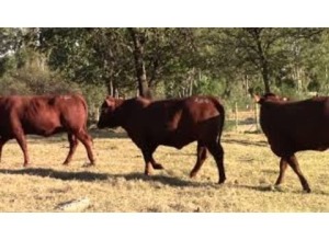 LOT 184 3 X HEIFERS READY FOR BULL / VERSE GEREED VIR BUL (Per stuk om lot te neem)