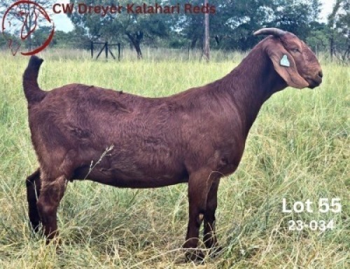 1X KALAHARI RED FLOCK 10-423 PREGNANT DOE CW Dreyer