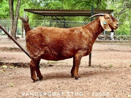1X KALAHARI RED STUD 17-088 PREGNANT DOE Vandergoat Stud