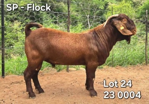 1X KALAHARI RED FLOCK 48-974 BUCK Bernick Fourie Kalahari Reds