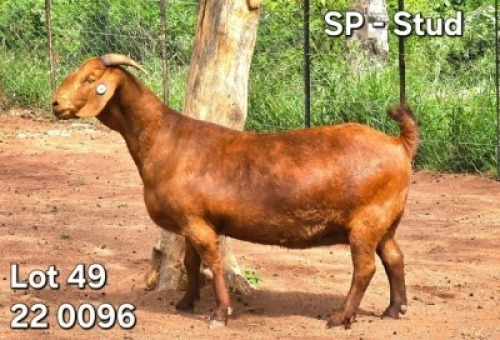 1X KALAHARI RED STUD 17-106 PREGNANT DOE Bernick Fourie Kalahari Reds