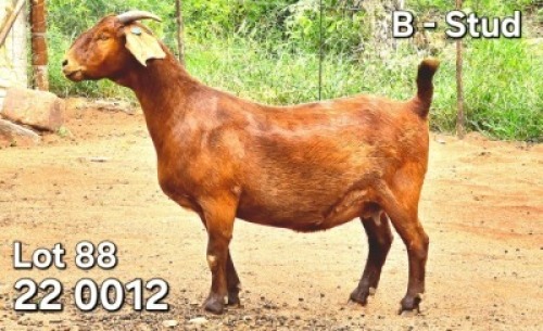 1X KALAHARI RED FLOCK 11-077 PREGNANT DOE Bernick Fourie Kalahari Reds