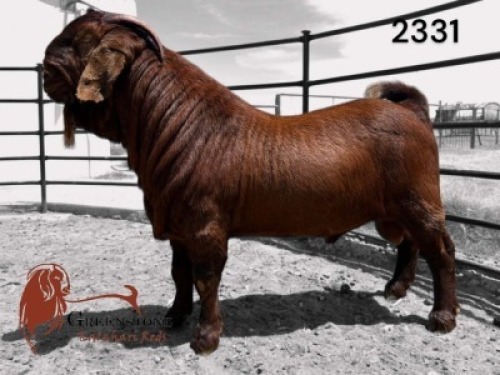 WITHDRAWN - 1X KALAHARI RED BUCK Greenstone Kalahari Red Stud