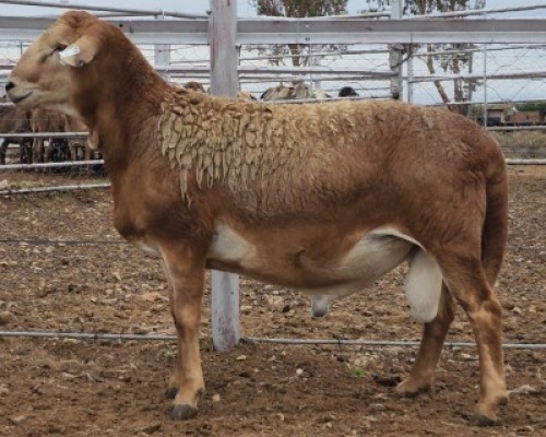LOT 1 1X MEATMASTER RAM Collet Farming CC
