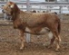 LOT 1 1X MEATMASTER RAM Collet Farming CC - 2