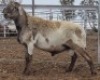 LOT 2 1X MEATMASTER RAM Collet Farming CC