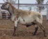 LOT 2 1X MEATMASTER RAM Collet Farming CC - 2
