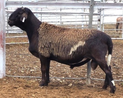 LOT 4 1X MEATMASTER RAM Collet Farming CC