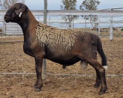 LOT 5 1X MEATMASTER RAM Collet Farming CC