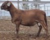 LOT 6 1X MEATMASTER RAM Collet Farming CC