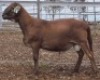 LOT 6 1X MEATMASTER RAM Collet Farming CC - 2