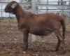 LOT 6 1X MEATMASTER RAM Collet Farming CC - 3