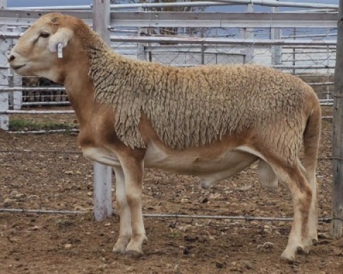 LOT 3 1X MEATMASTER RAM Collet Farming CC