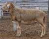 LOT 3 1X MEATMASTER RAM Collet Farming CC