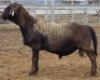 LOT 8 1X MEATMASTER RAM Collet Farming CC