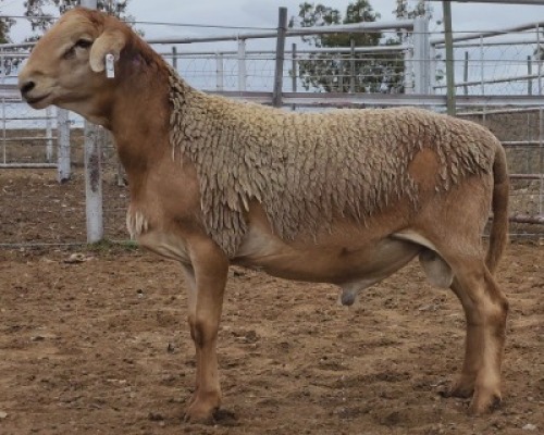 LOT 7 1X MEATMASTER RAM Collet Farming CC