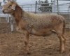 LOT 7 1X MEATMASTER RAM Collet Farming CC
