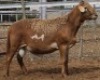 LOT 9 1X MEATMASTER RAM Collet Farming CC
