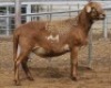 LOT 9 1X MEATMASTER RAM Collet Farming CC - 2