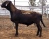 LOT 10 1X MEATMASTER RAM Collet Farming CC