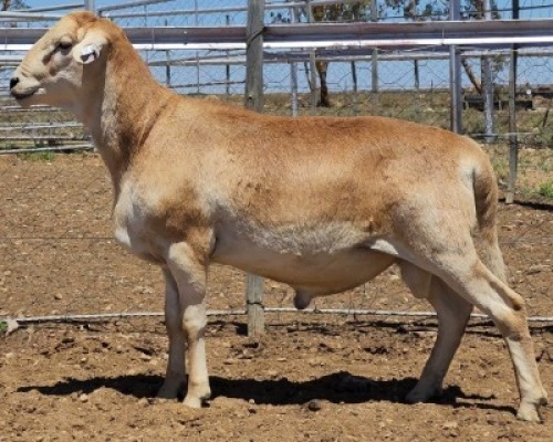 LOT 11 1X MEATMASTER RAM Collet Farming CC
