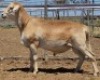 LOT 11 1X MEATMASTER RAM Collet Farming CC