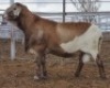 LOT 13 1X MEATMASTER RAM Collet Farming CC