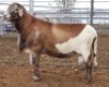 LOT 13 1X MEATMASTER RAM Collet Farming CC - 2