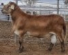 LOT 14 1X MEATMASTER RAM Collet Farming CC