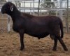 LOT 15 1X MEATMASTER RAM Collet Farming CC