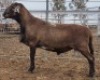 LOT 16 1X MEATMASTER RAM Collet Farming CC