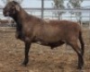 LOT 16 1X MEATMASTER RAM Collet Farming CC - 2