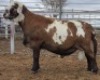 LOT 17 1X MEATMASTER RAM Collet Farming CC