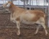 LOT 18 1X MEATMASTER RAM Collet Farming CC