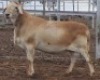 LOT 18 1X MEATMASTER RAM Collet Farming CC - 2
