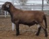 LOT 19 1X MEATMASTER RAM Collet Farming CC