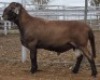LOT 19 1X MEATMASTER RAM Collet Farming CC - 2