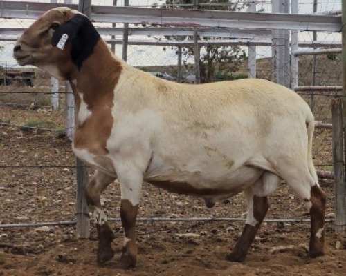 LOT 20 1X MEATMASTER RAM Collet Farming CC