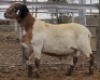LOT 20 1X MEATMASTER RAM Collet Farming CC