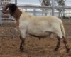 LOT 20 1X MEATMASTER RAM Collet Farming CC - 2