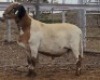 LOT 20 1X MEATMASTER RAM Collet Farming CC - 3