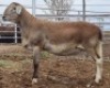 LOT 21 1X MEATMASTER RAM Collet Farming CC