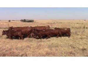 LOT 199 5 + 5 X COWS 3-IN-1 / KOEIE 3- in- 1 (Per stuk om lot te neem)