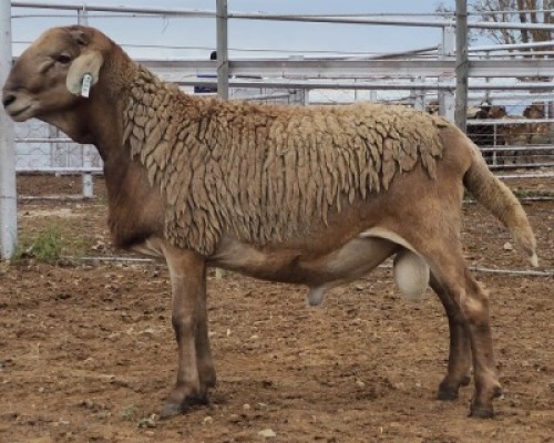 LOT 22 1X MEATMASTER RAM Collet Farming CC