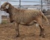LOT 22 1X MEATMASTER RAM Collet Farming CC