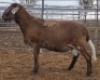 LOT 24 1X MEATMASTER RAM Collet Farming CC
