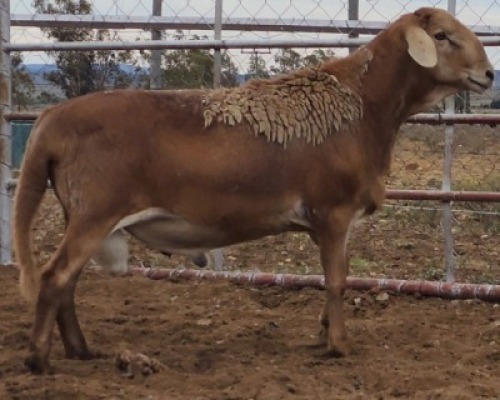 LOT 23 1X MEATMASTER RAM Collet Farming CC