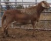 LOT 23 1X MEATMASTER RAM Collet Farming CC