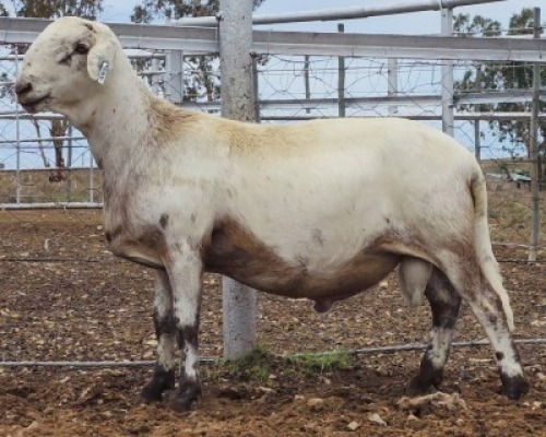 LOT 25 1X MEATMASTER RAM Collet Farming CC